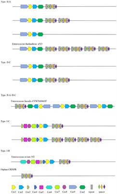 Analysis of genetic structure and function of clustered regularly interspaced short palindromic repeats loci in 110 Enterococcus strains